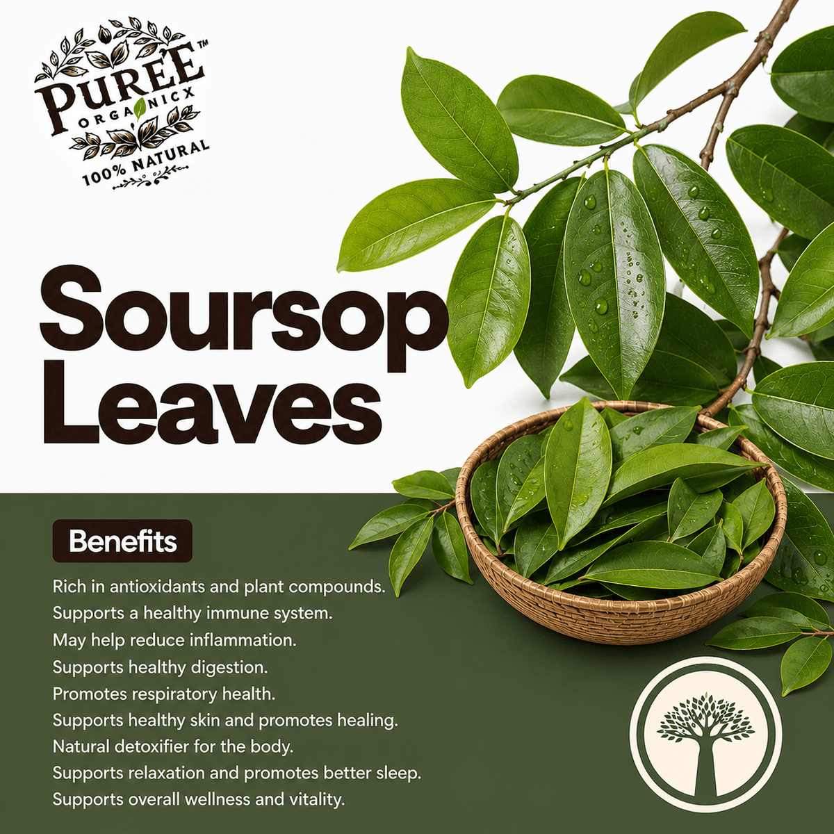 Soursop Leaves